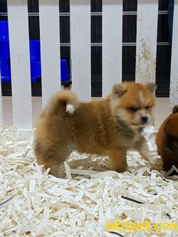 Satilik Japon Akita İnu Yavrularimiz 3