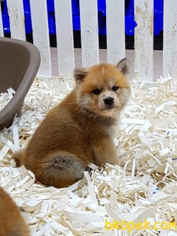 Satilik Japon Akita İnu Yavrularimiz 2