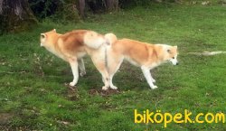 Satilik Japon Akita İnu Yavrularimiz 5