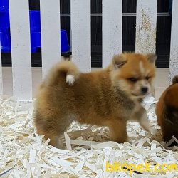 Satilik Japon Akita İnu Yavrularimiz 3