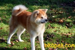 Satilik Japon Akita İnu Yavrularimiz 3