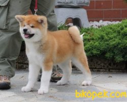 Satilik Japon Akita İnu Yavrularimiz 4