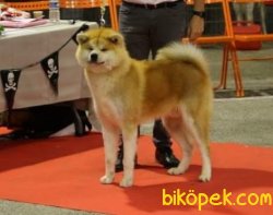 Satilik Japon Akita İnu Yavrularimiz 2