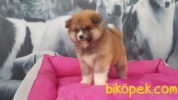 Satilik Japon Akita İnu Yavrularimiz 4