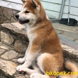 Satilik Japon Akita İnu Yavrularimiz 4