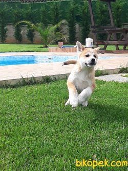 Satilik Japon Akita İnu Yavrularimiz 5