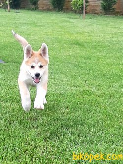 Satilik Japon Akita İnu Yavrularimiz 1