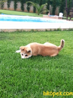 Satilik Japon Akita İnu Yavrularimiz 3