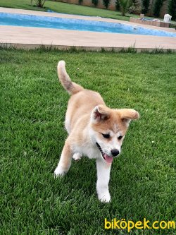 Satilik Japon Akita İnu Yavrularimiz 2
