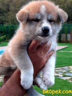 SATILIK Japon Akita İnu Yavrularimiz ( Hachiko ) 1