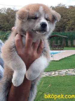 SATILIK Japon Akita İnu Yavrularimiz ( Hachiko ) 5