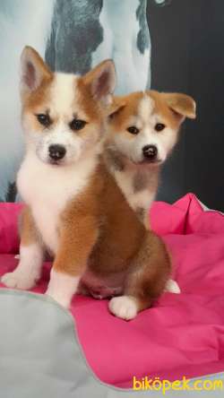 SATILIK Japon Akita İnu Yavrularimiz ( Hachiko ) 4