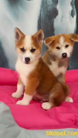 SATILIK Japon Akita İnu Yavrularimiz ( Hachiko ) 2