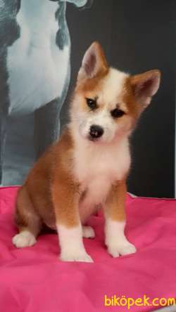 SATILIK Japon Akita İnu Yavrularimiz ( Hachiko ) 3