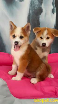 SATILIK Japon Akita İnu Yavrularimiz ( Hachiko ) 5