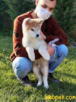 SATILIK Japon Akita İnu Yavrularimiz ( Hachiko ) 3