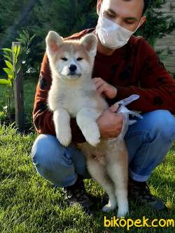 SATILIK Japon Akita İnu Yavrularimiz ( Hachiko ) 1