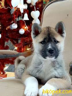SATILIK Japon Akita İnu Yavrularimiz ( Hachiko ) 1