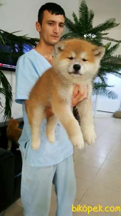SATILIK Japon Akita İnu Yavrularimiz ( Hachiko ) 1