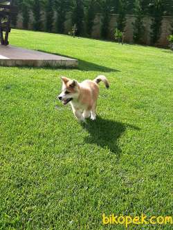 SATILIK Japon Akita İnu Yavrularimiz ( Hachiko ) 5