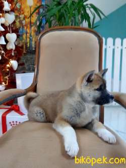 Satılık Japon Akita İnu Yavrularimiz ( Hachiko ) 3
