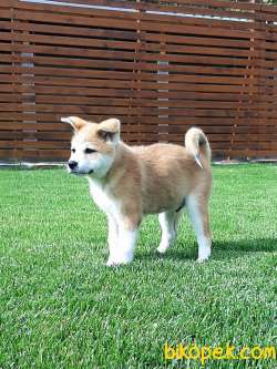 SATILIK Japon Akita İnu Yavrularimiz ( Hachiko ) 5