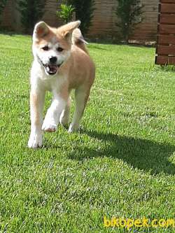 SATILIK Japon Akita İnu Yavrularimiz ( Hachiko ) 3