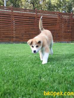 SATILIK Japon Akita İnu Yavrularimiz ( Hachiko ) 2