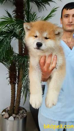 SATILIK Japon Akita İnu Yavrularimiz ( Hachiko ) 5