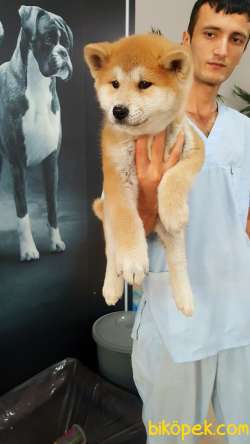 SATILIK Japon Akita İnu Yavrularimiz ( Hachiko ) 4