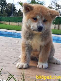 SATILIK Japon Akita İnu Yavrularimiz ( Hachiko ) 1