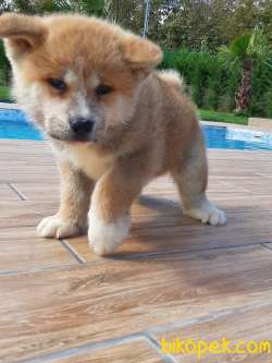 SATILIK Japon Akita İnu Yavrularimiz ( Hachiko ) 3
