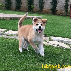 Satilik Japon Akita İnu Yavrularimiz Istanbul 1