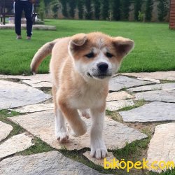 Satilik Japon Akita İnu Yavrularimiz Istanbul 5