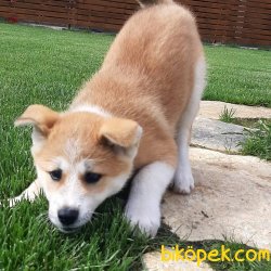 Satilik Japon Akita İnu Yavrularimiz Istanbul 4
