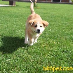 Satilik Japon Akita İnu Yavrularimiz Istanbul 2