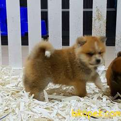 Satilik Japon Akita İnu Yavrularimiz Istanbul 2