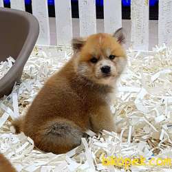 Satilik Japon Akita İnu Yavrularimiz Istanbul 3