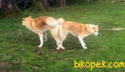Satilik Japon Akita İnu Yavrularimiz Istanbul 4