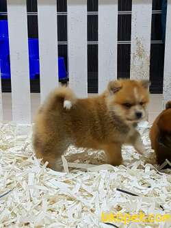 Satilik Japon Akita İnu Yavrularimiz Istanbul 2