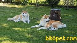 Satilik Japon Akita İnu Yavrularimiz Istanbul 1
