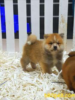 Satilik Japon Akita İnu Yavrularimiz Istanbul 3