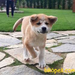 MUKEMMEL Satilik Japon Akita İnu Yavrularimiz Istanbul 3
