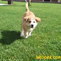 MUKEMMEL Satilik Japon Akita İnu Yavrularimiz Istanbul 5