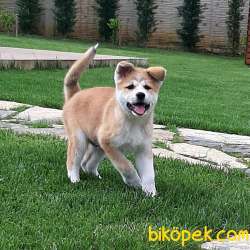 MUKEMMEL Satilik Japon Akita İnu Yavrularimiz Istanbul 1