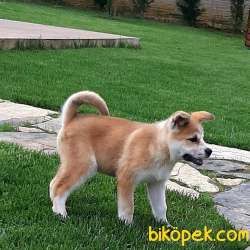 MUKEMMEL Satilik Japon Akita İnu Yavrularimiz Istanbul 2