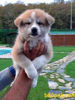 Satilik Japon Akita İnu Yavrularimiz Istanbul 2