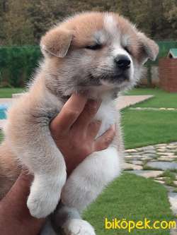 Satilik Japon Akita İnu Yavrularimiz Istanbul 5