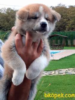 Satilik Japon Akita İnu Yavrularimiz Istanbul 3