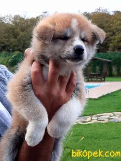 Satilik Japon Akita İnu Yavrularimiz Istanbul 1